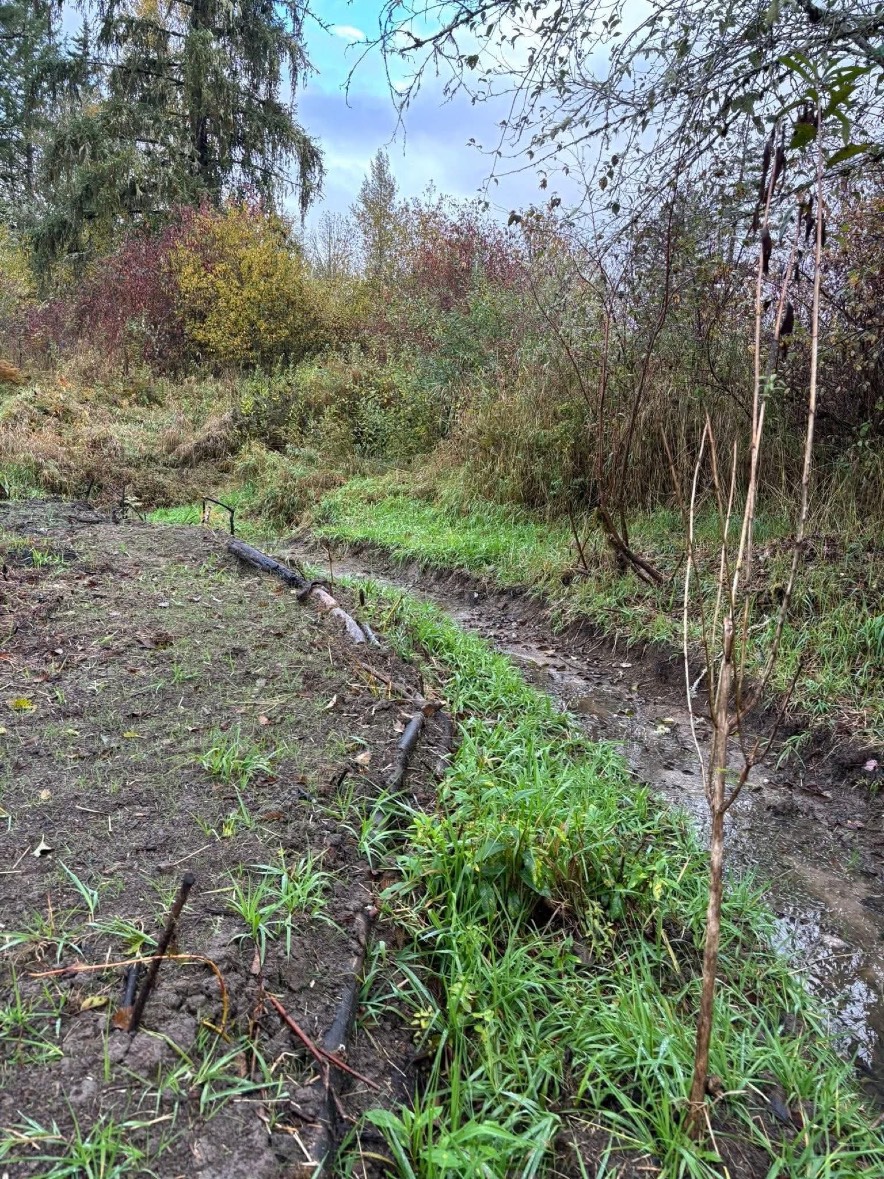 Beaver channels dry out in summer